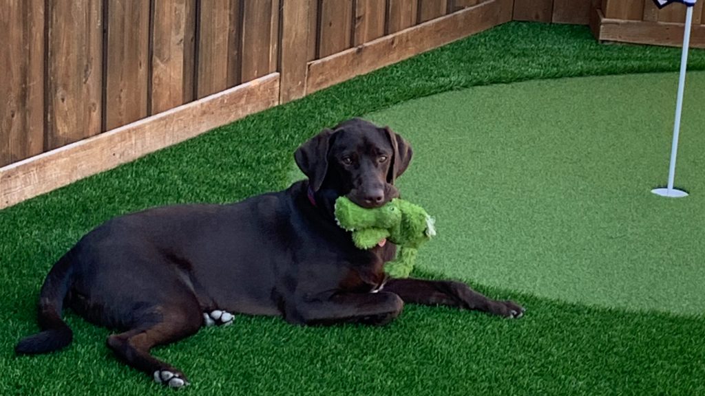 Dog playing with toy on backyard putting green