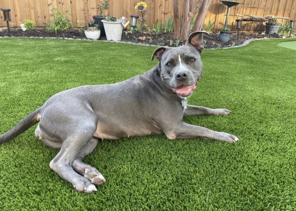 Pitbull relaxing on artificial grass