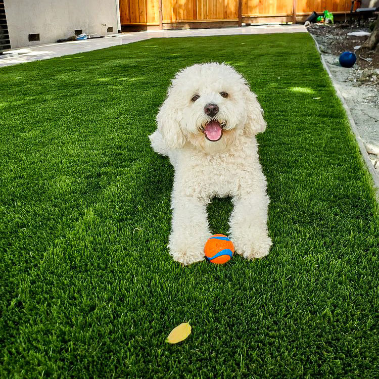 Dog relaxing with tennis ball on Artificial Grass