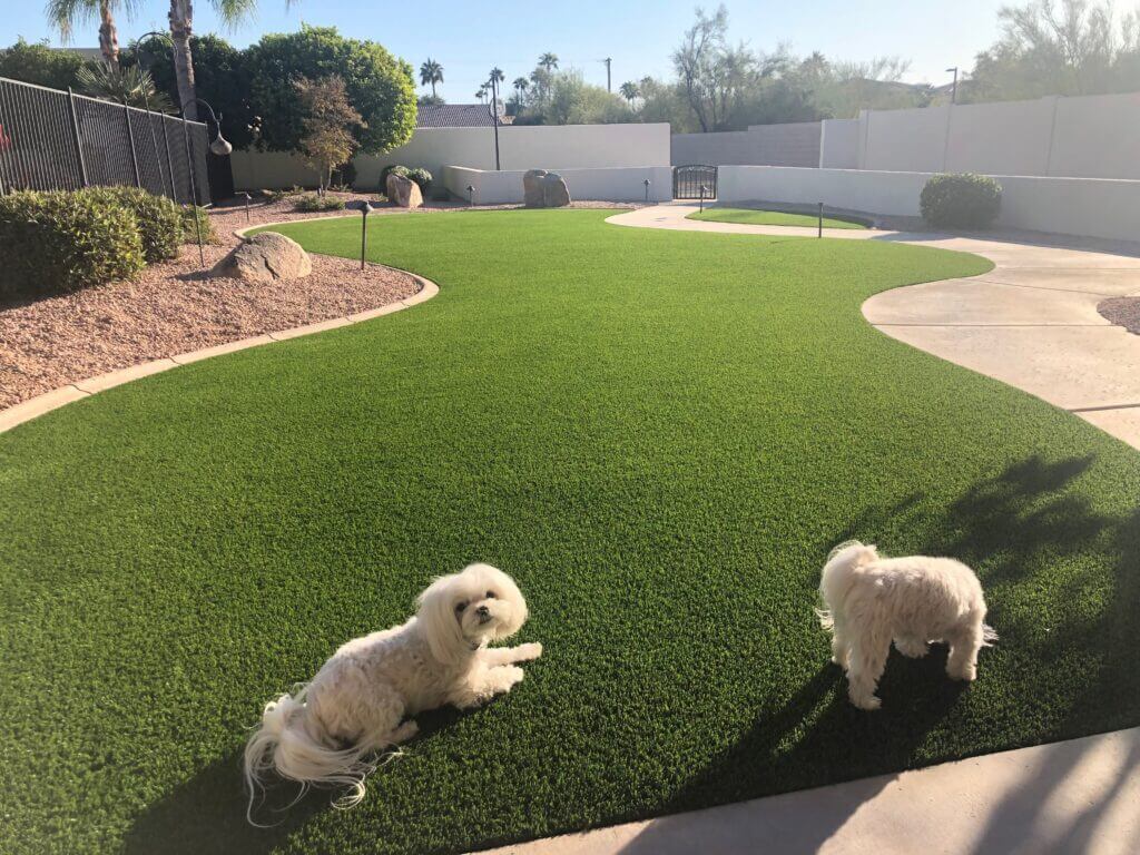 Dogs relaxing on artificial grass