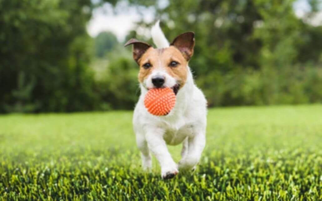 Dog playing fetch on Premiere Greens Artificial Grass