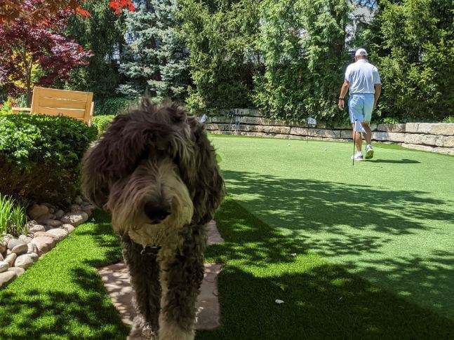 Poodle walking on backyard Premiere Greens Putting Green
