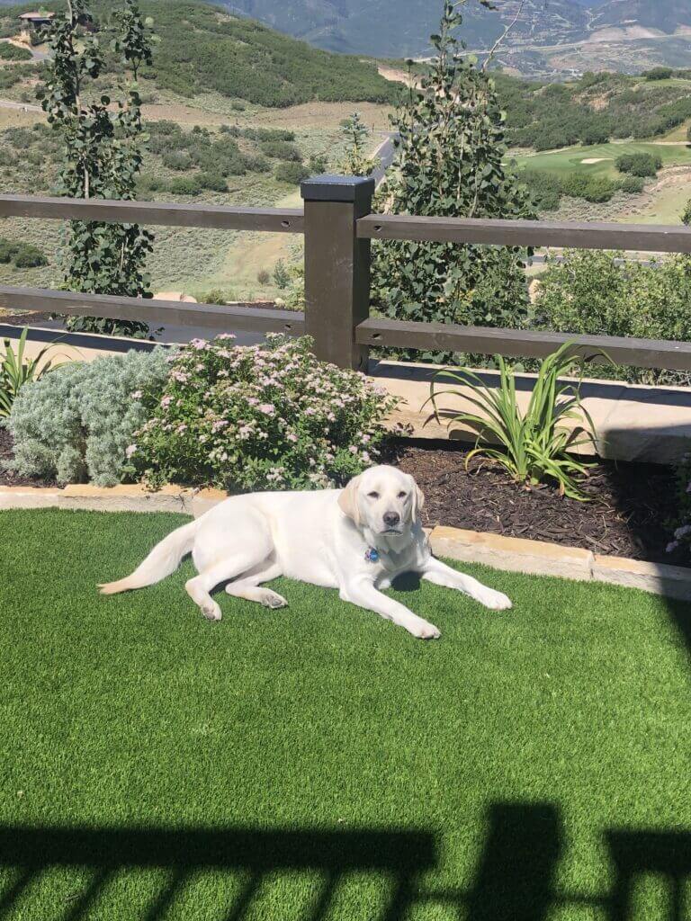 Golden retriever relaxing on artificial grass
