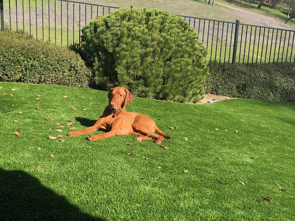 Artificial pet grass install