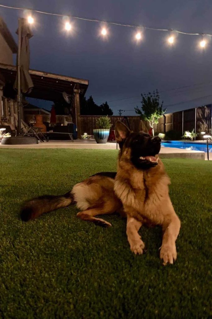 Dog laying on artificial grass from SYNLawn